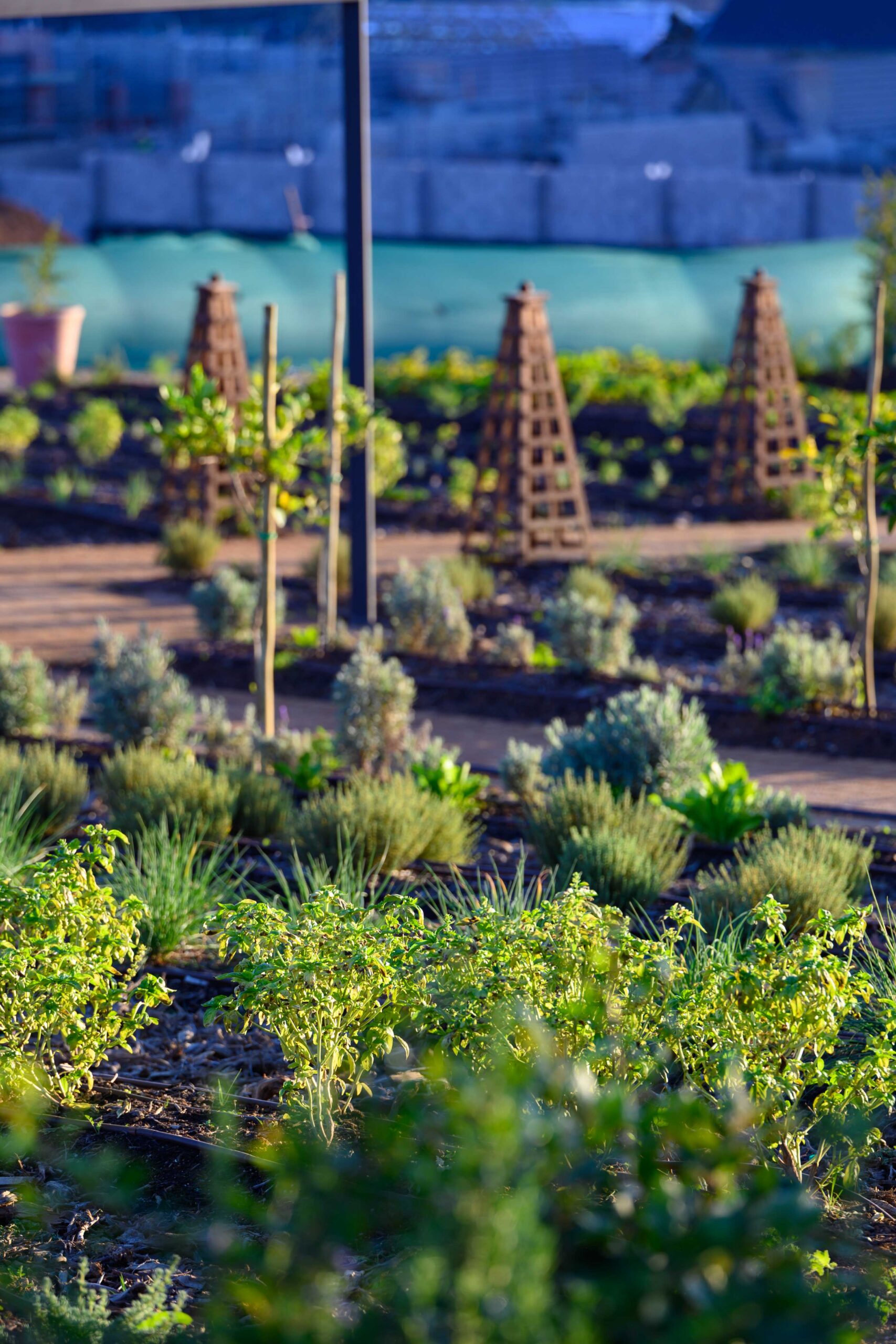 Planting in the urban garden